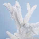 Natural White Coral Specimen Mounted on Lucite
