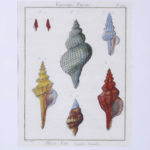 Set of Three Large Seashell Engravings, Priced Individually