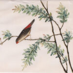 Two Antique Chinese Gouache Paintings of Birds on Pith Paper