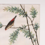 Two Antique Chinese Gouache Paintings of Birds on Pith Paper