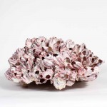 Large Barnacle Centerpiece