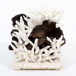 Black Cupcoral and Staghorn Centerpiece Mounted on Coquina Stone