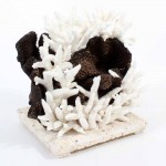 Black Cupcoral and Staghorn Centerpiece Mounted on Coquina Stone