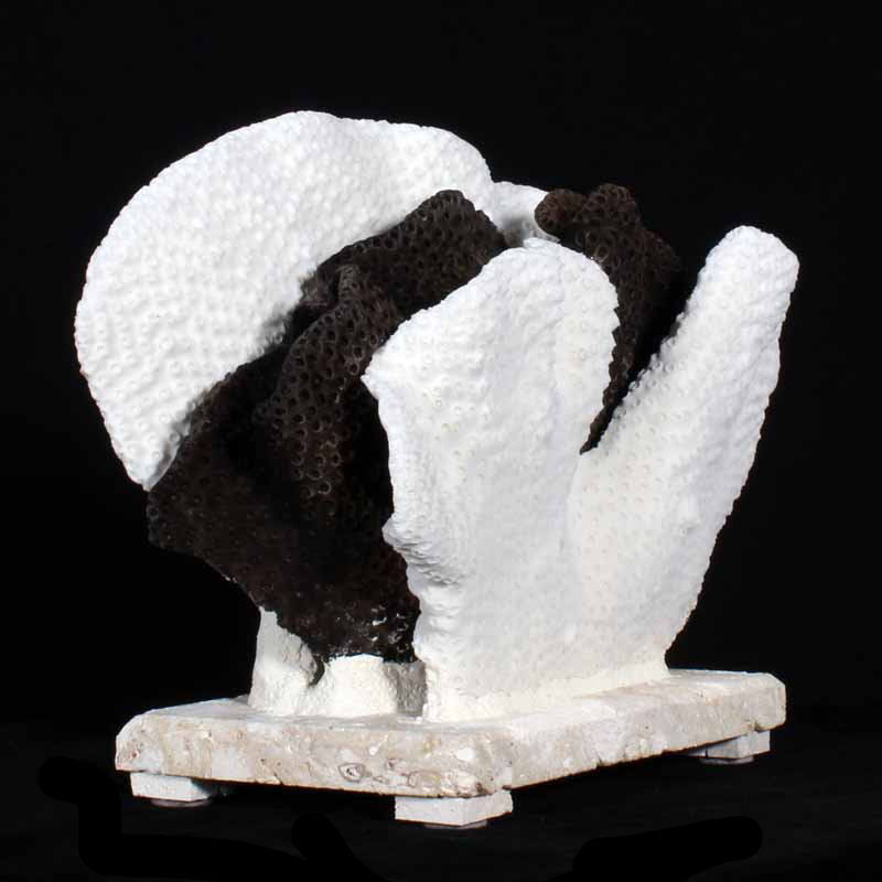 Black and White Cup Coral Centerpiece on Coquina Stone
