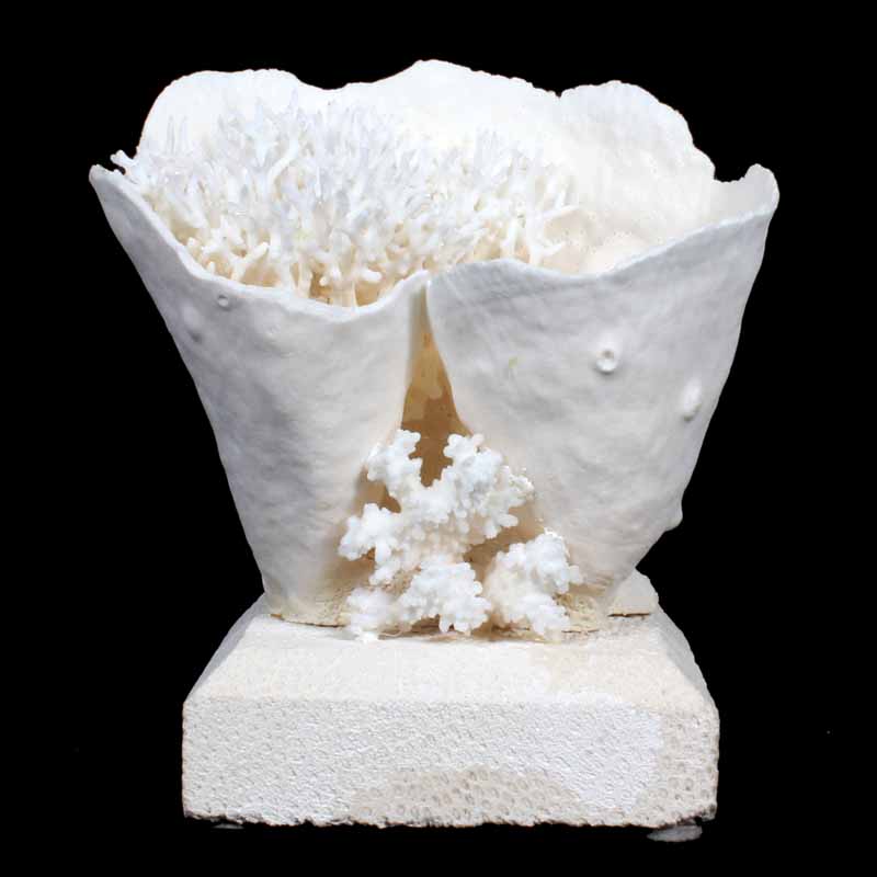 Cupcoral with Birdsnest on Coquina Stone