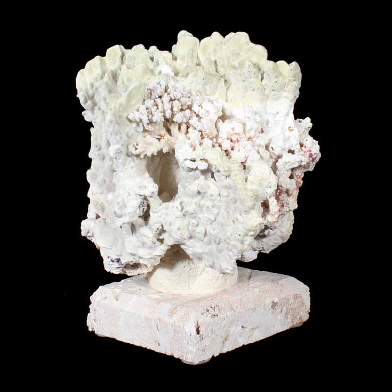 Fire Coral Centerpiece on Coquina Stone Base