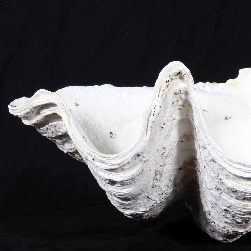Table Size Gigas Clam Shell