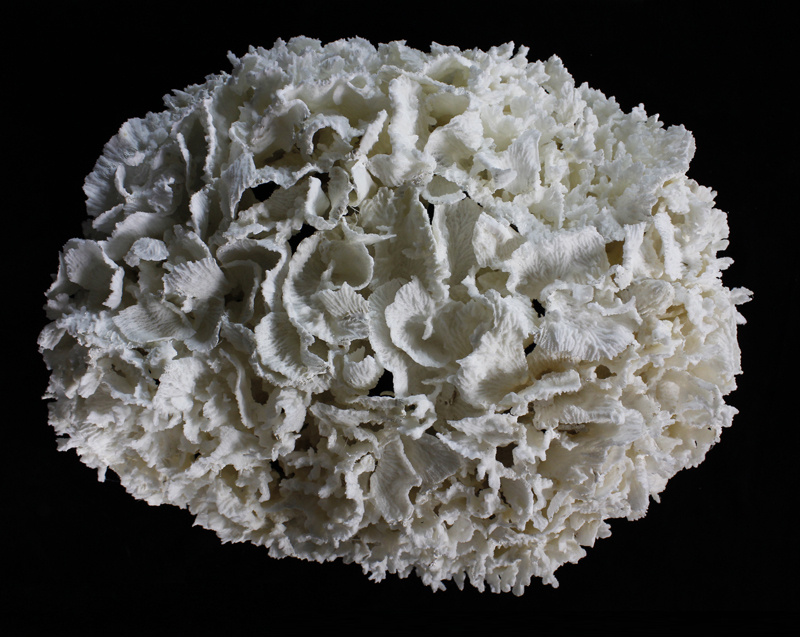 Merulina Coral Centerpiece Mounted on Feet