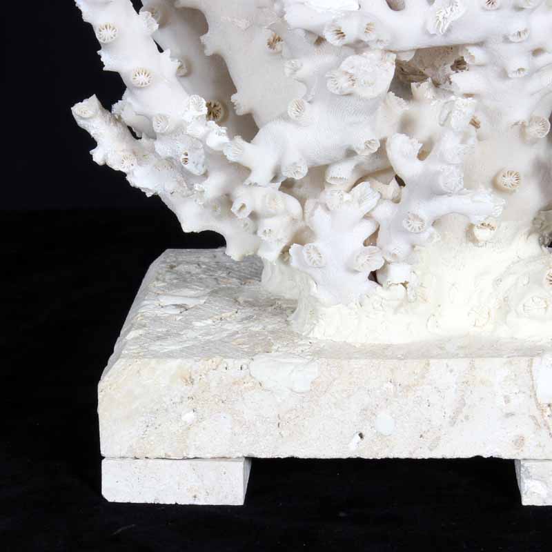 Octopus Coral Centerpiece on Coquina Stone