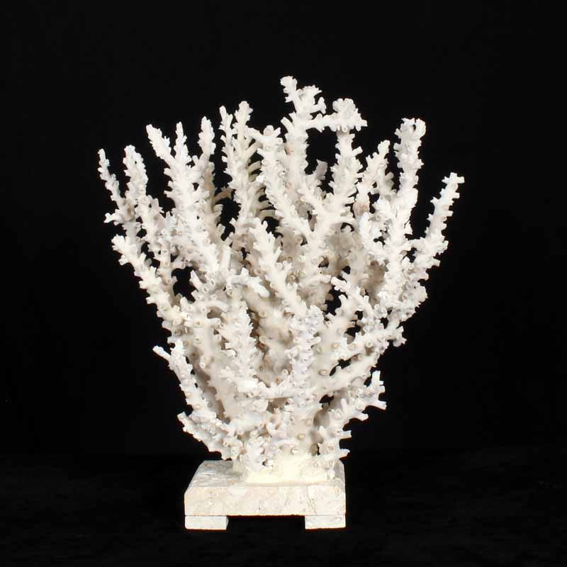 Octopus Coral Centerpiece on Coquina Stone