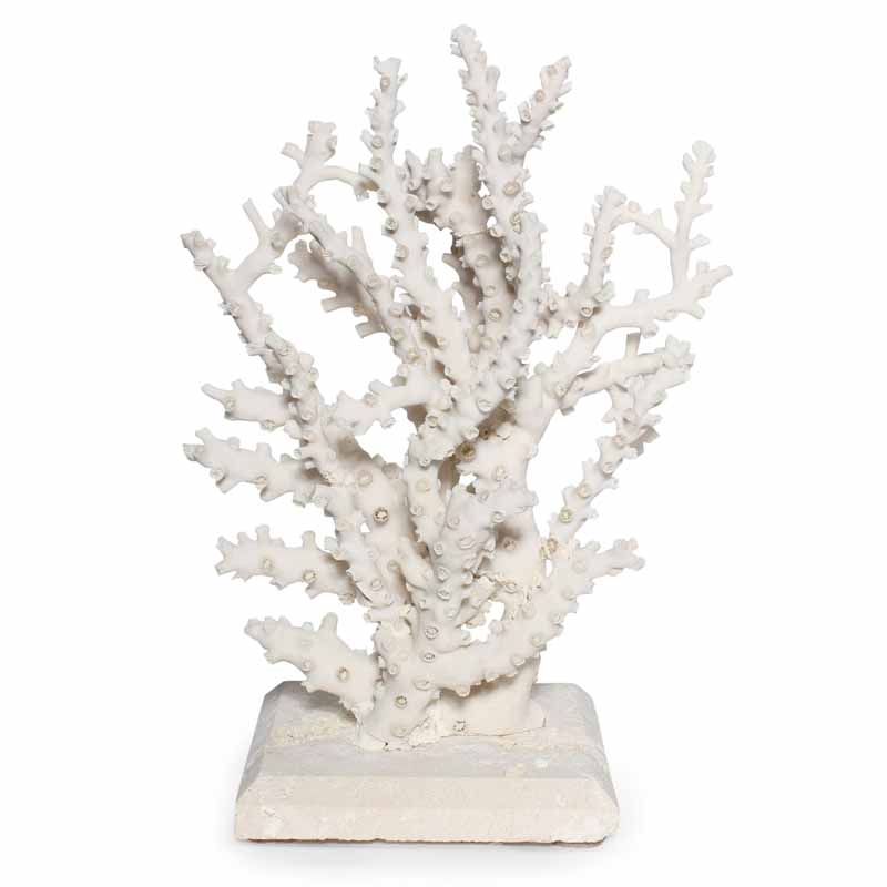 Octopus Coral on Coquina Stone, Priced Individually
