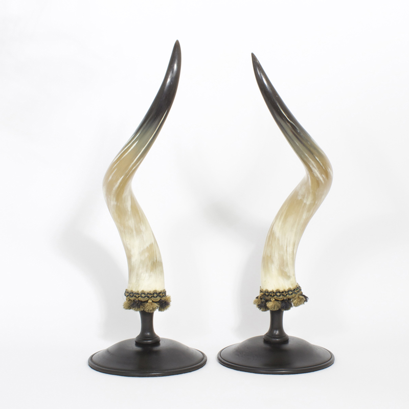 Mid Century Pair of Large and Dramatic Polished Horns on Mounts