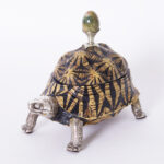 Vintage Turtle Box by Antony Redmile