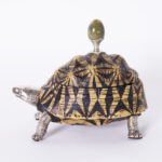 Vintage Turtle Box by Antony Redmile