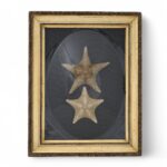 Antique English Presentation of Two Starfish