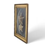 Antique English Presentation of Two Starfish