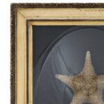 Antique English Presentation of Two Starfish