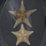 Antique English Presentation of Two Starfish