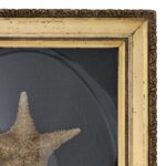 Antique English Presentation of Two Starfish