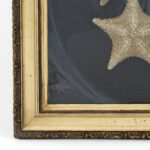 Antique English Presentation of Two Starfish