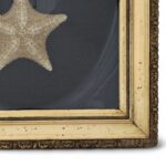 Antique English Presentation of Two Starfish