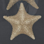 Antique English Presentation of Two Starfish