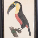 Antique Hand Colored Engraving of a Toucan by Jacques Barraband