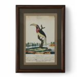 Antique Framed English Watercolor and Ink of a Toucan by William Goodall