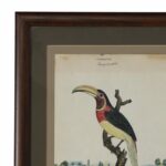 Antique Framed English Watercolor and Ink of a Toucan by William Goodall