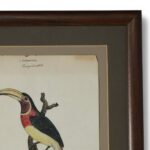 Antique Framed English Watercolor and Ink of a Toucan by William Goodall