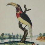 Antique Framed English Watercolor and Ink of a Toucan by William Goodall