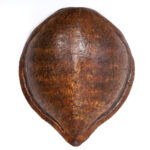 19th Century Wall Mount Turtle Shell