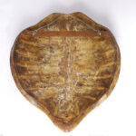 19th Century Wall Mount Turtle Shell