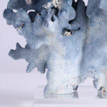 Specimen of Blue Coral on Lucite