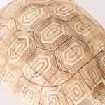 Chinese Export Carved Bone Turtle