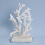 Natural Branch Coral Mounted on Coquina Stone