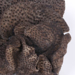 Brown Cup Coral Sculpture