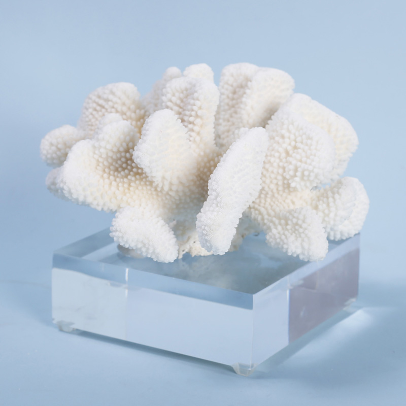 Cauliflower Corals on Lucite