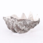 Silver Plate Life Size Giant Clam Shell Sculpture