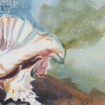Still Life Watercolor of a Conch Shell