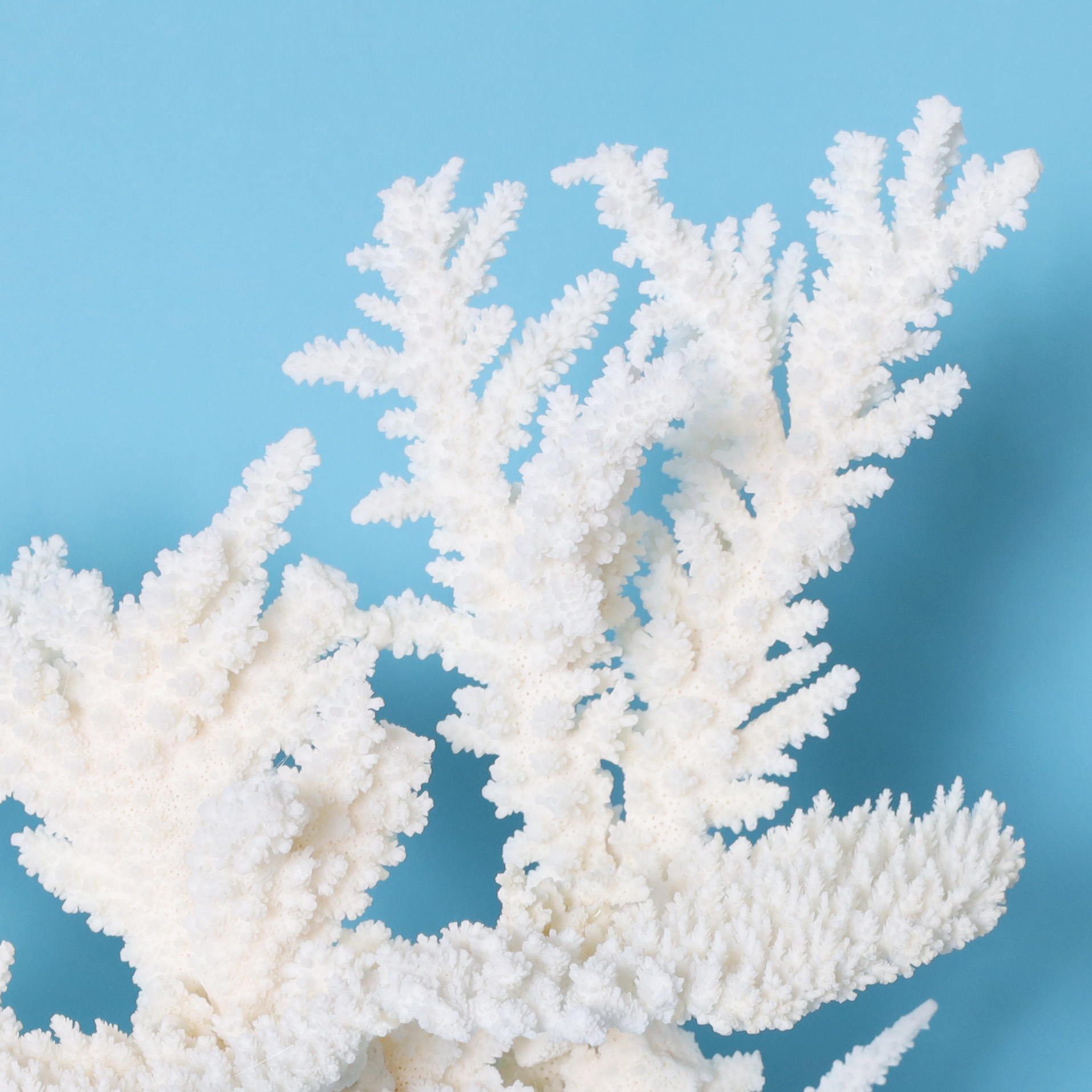 White Coral Sculpture on a Lucite Base