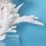 White Coral Sculpture on a Lucite Base