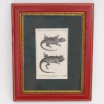 Set of Four Antique French Lizard Engravings