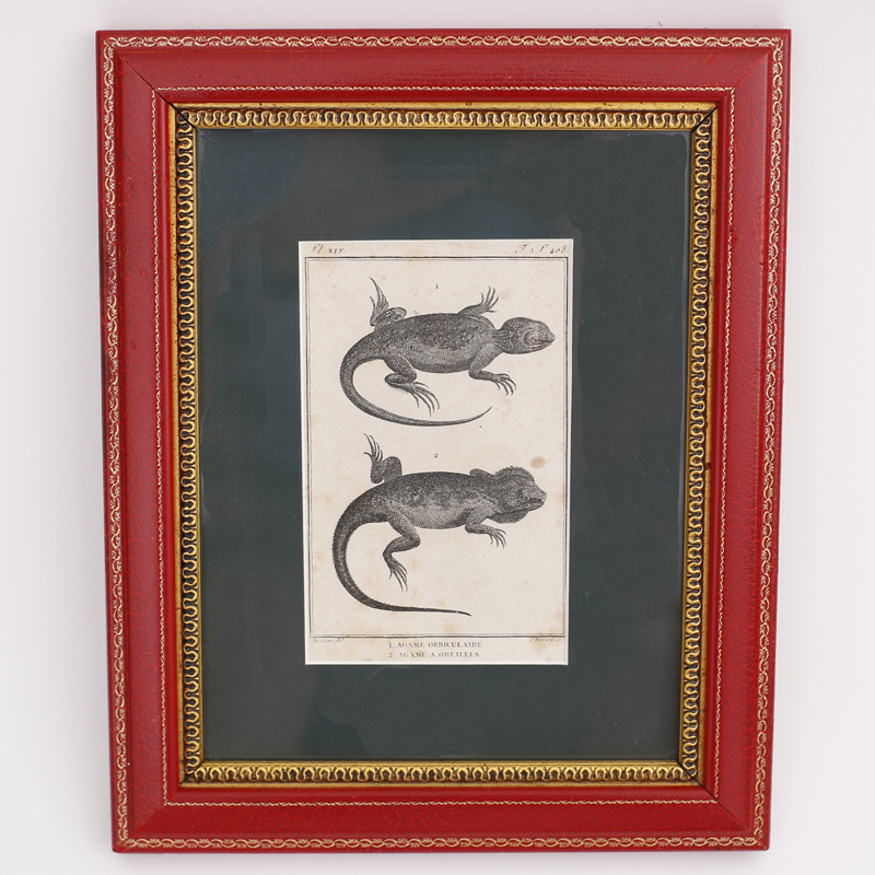 Set of Four Antique French Lizard Engravings