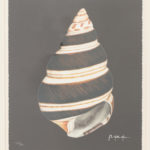 Set of Six Giclee Seashell Prints by John Matthew Moore