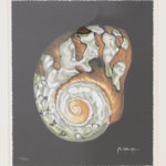 Set of Six Giclee Seashell Prints by John Matthew Moore