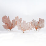 Three Orange Sea Fans on Lucite