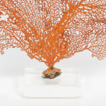 Three Orange Sea Fans on Lucite