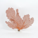 Three Orange Sea Fans on Lucite