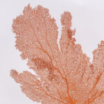 Three Orange Sea Fans on Lucite